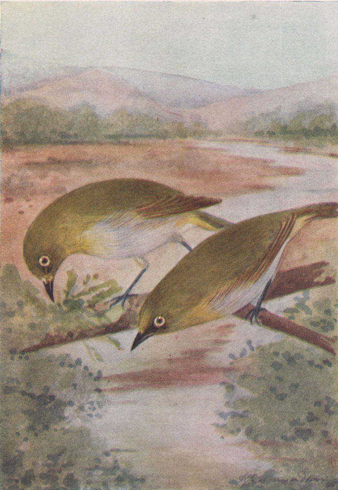 INDIAN BIRDS. The White-eye 1943 old vintage print picture